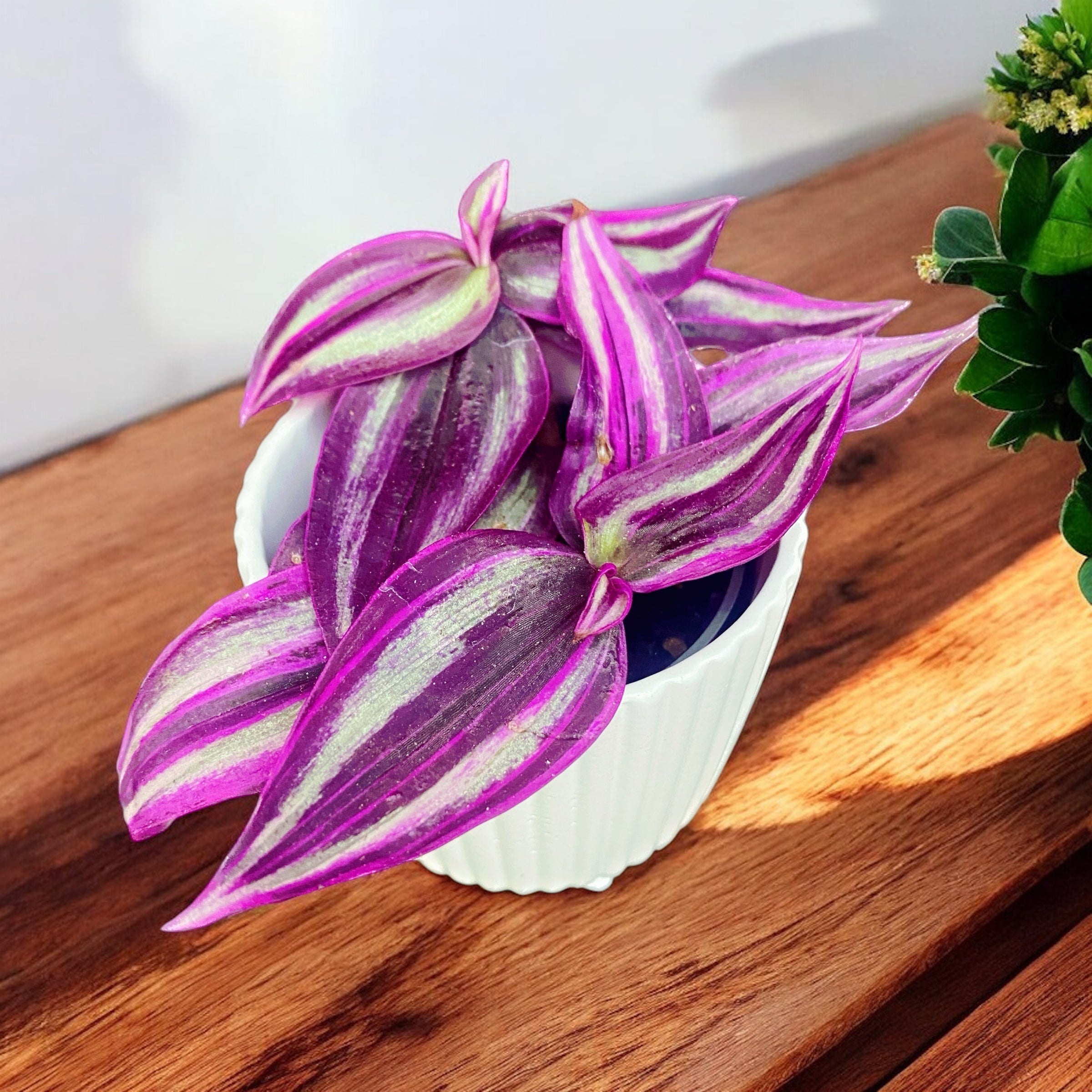 Tradescantia ‘Pink Paradise’ (babyplant)