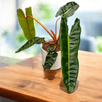 Philodendron billietiae – petiole portocalii, specie botanica rara