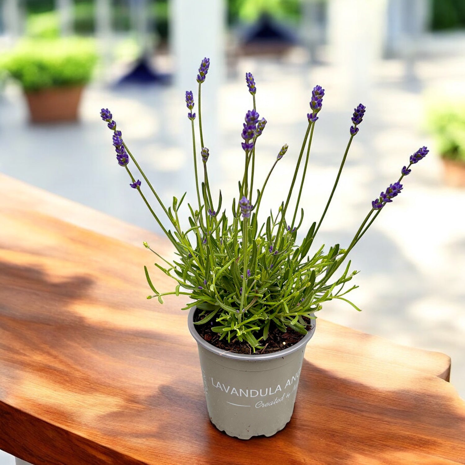 Levendula cserépben - Lavandula angustifolia 'Essence Purple'