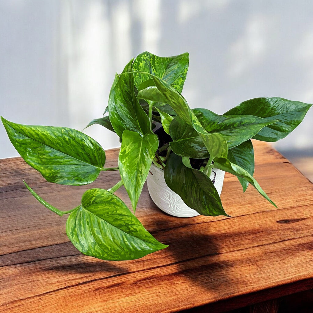 Epipremnum aureum 'Marble Green' - 3 plantes/pot