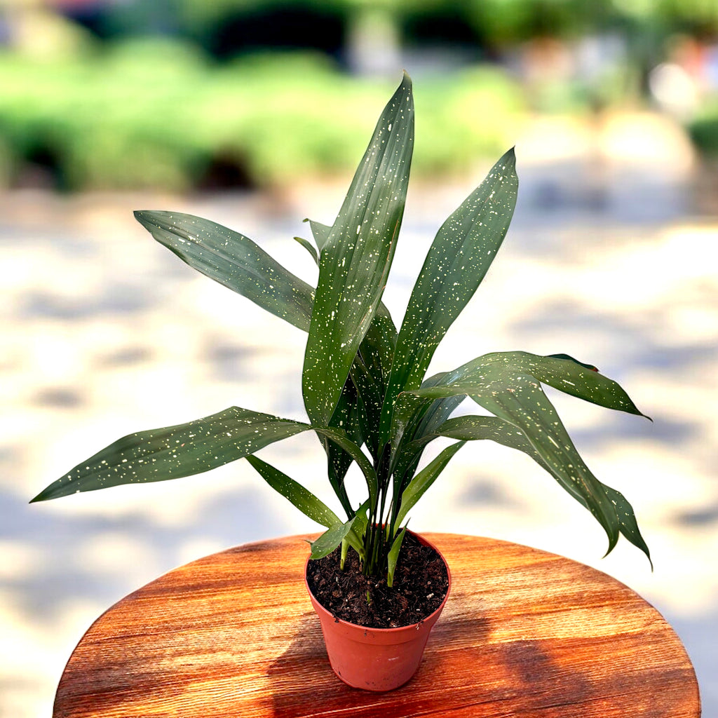 Aspidistra elatior minor 'Milchstraße'