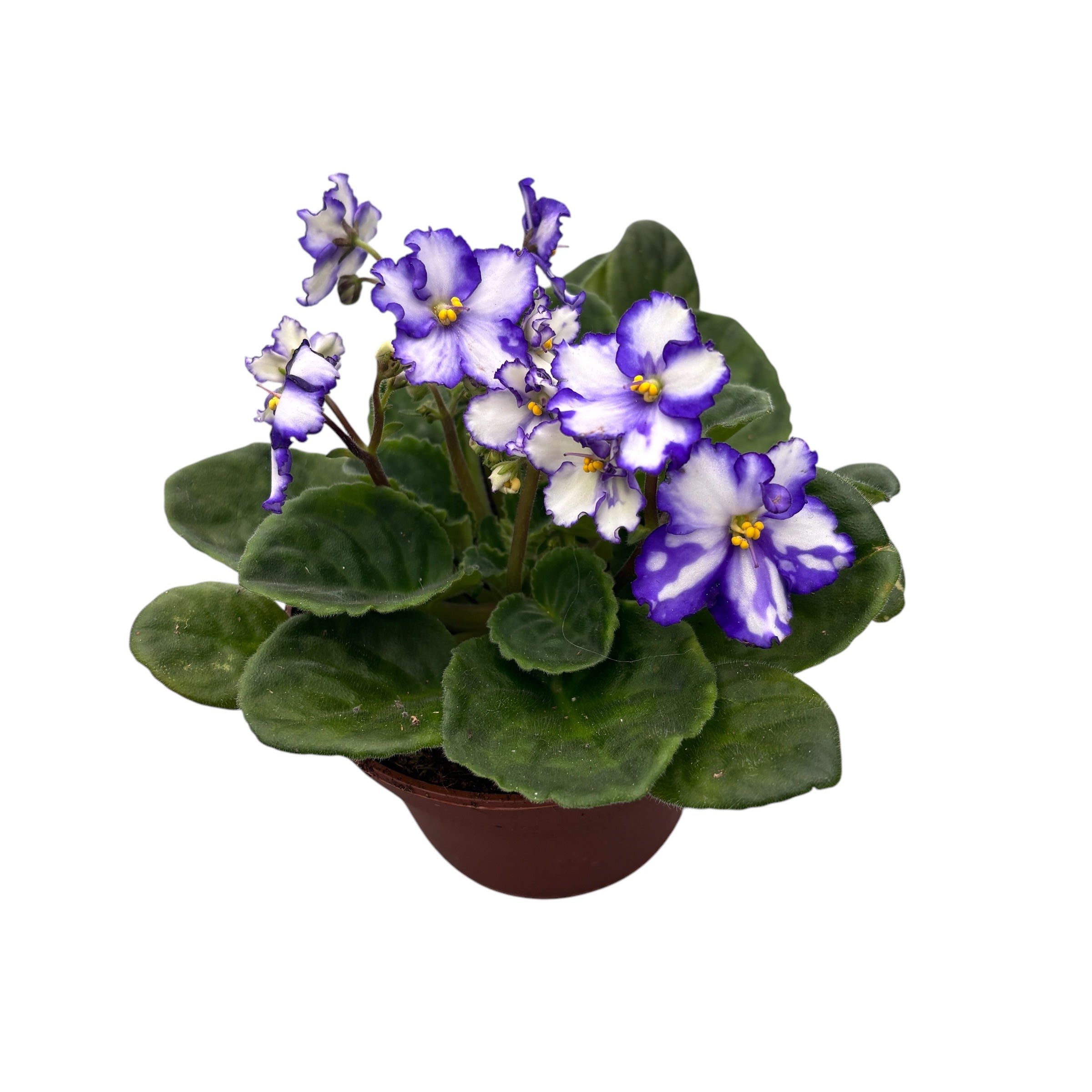 Saintpaulia Inova Spectra Blue - violete africane