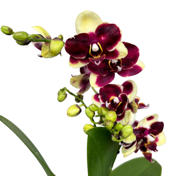 Phalaenopsis Yaphon Nougat (Variation)