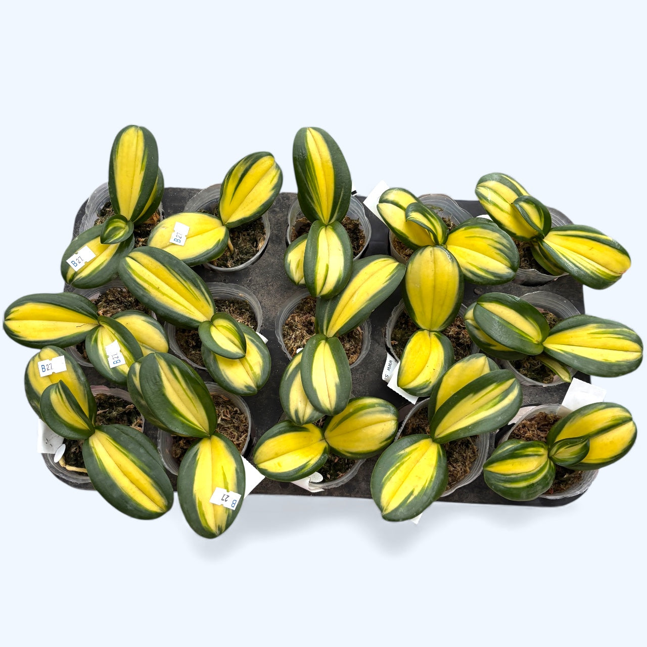 Phalaenopsis Chia E Yenlin (strong inner variegation)