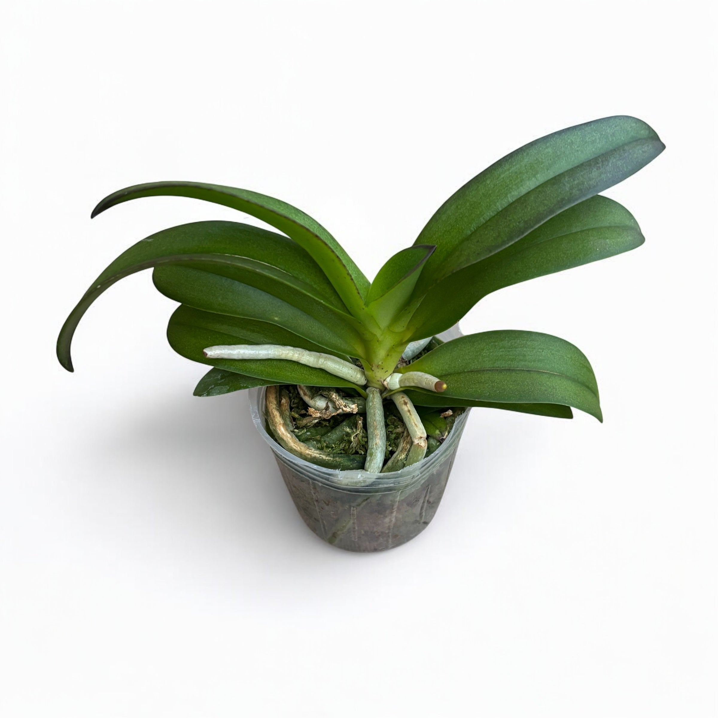 Vdnps. Pulcherrimin (Ascocentrum miniatum × Phal. pulcherrima)