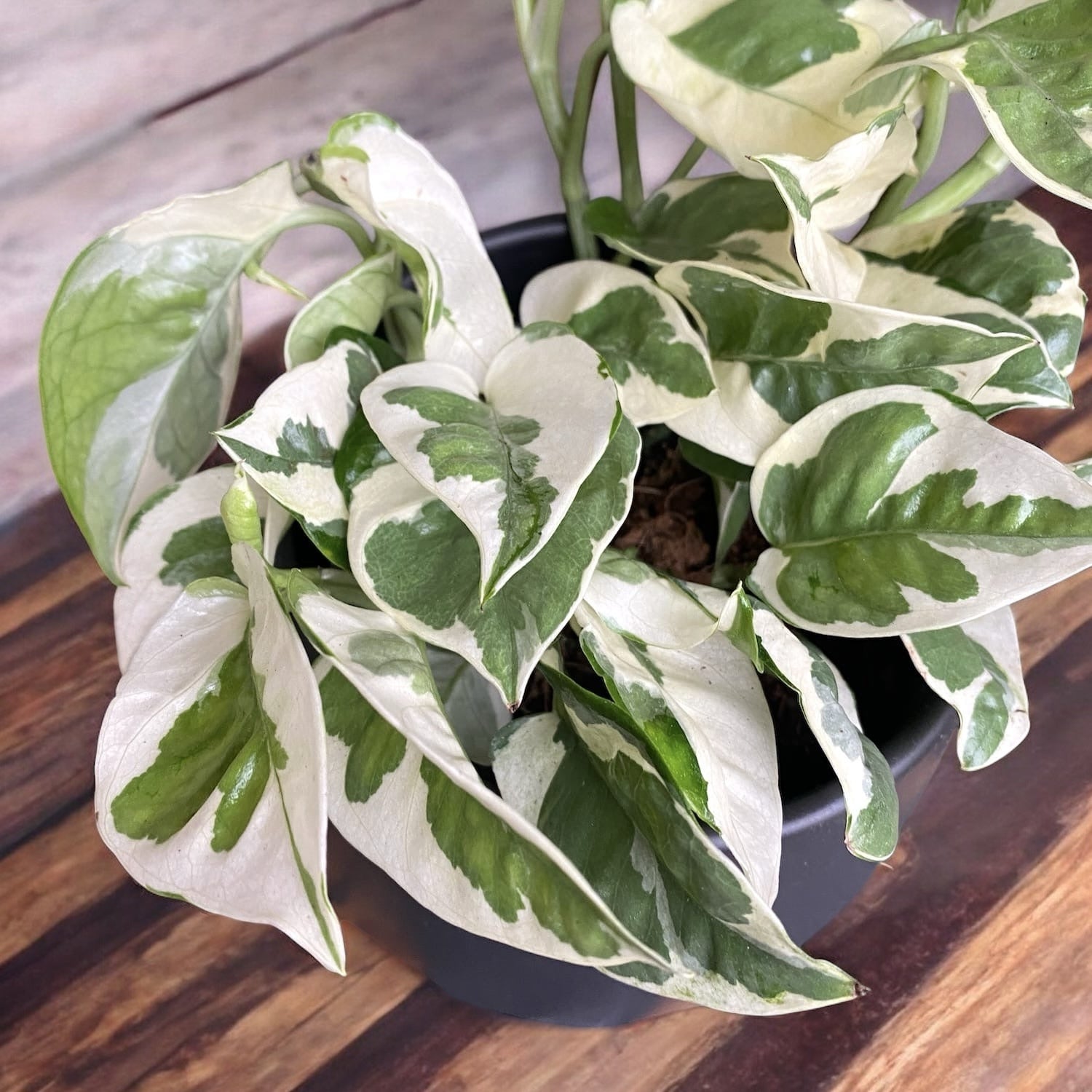 Epipremnum (Scindapsus) aureum 'N'joy'