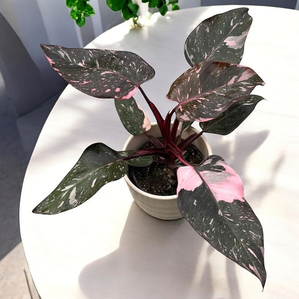 Philodendron 'Pink Princess Marble' (starke Buntheit)