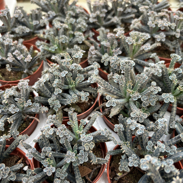 Kalanchoe daigremontiana (Mutter der Millionen)