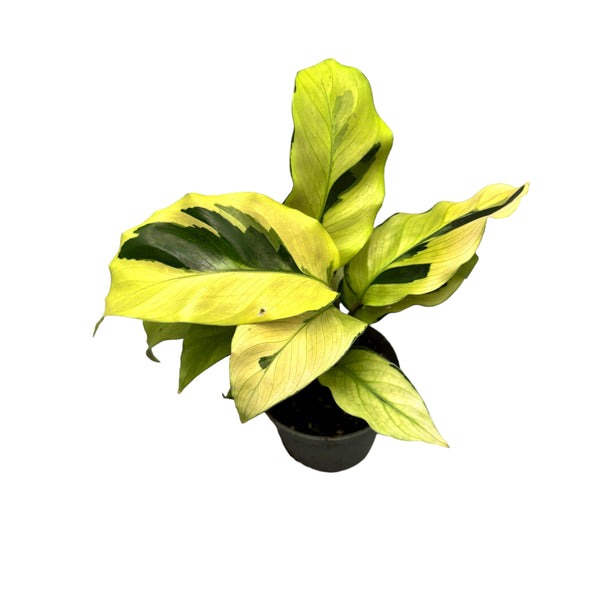 Calathea 'Yellow Fusion' Babypflanze