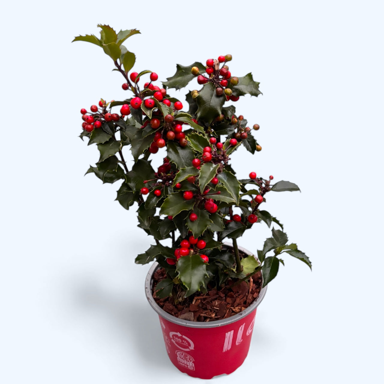 Ilex meserveae – arbust vesnic verde cu fructe rosii decorative