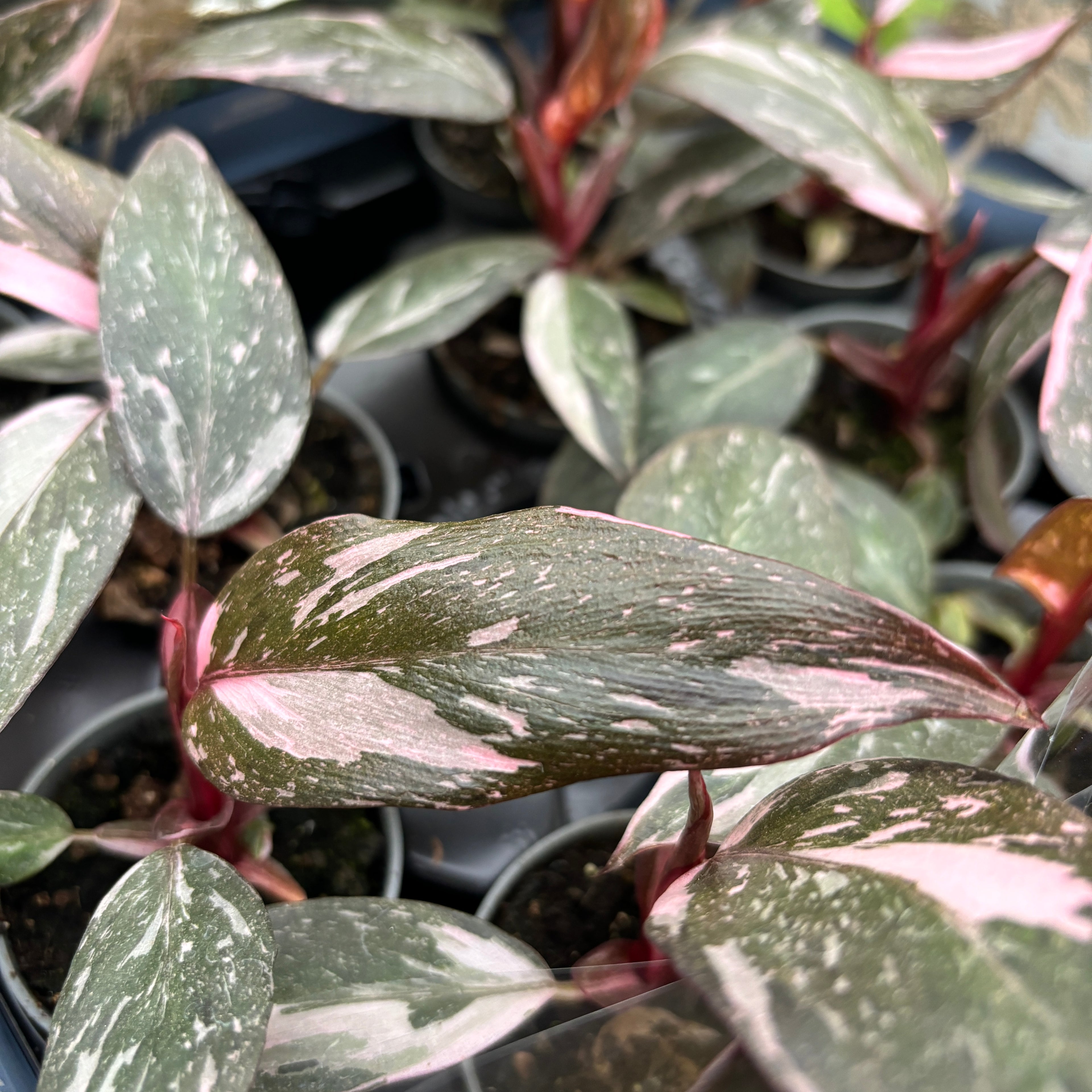 Philodendron 'Pink Princess Marble' D7 (babyplant)