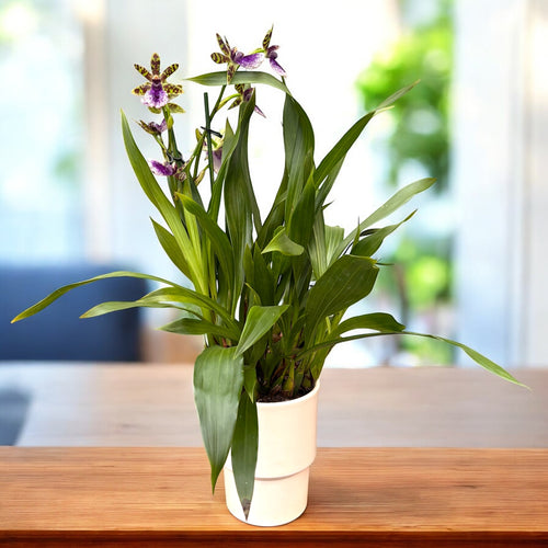 Zygopetalum hybrid - flori parfumate, exemplar XL