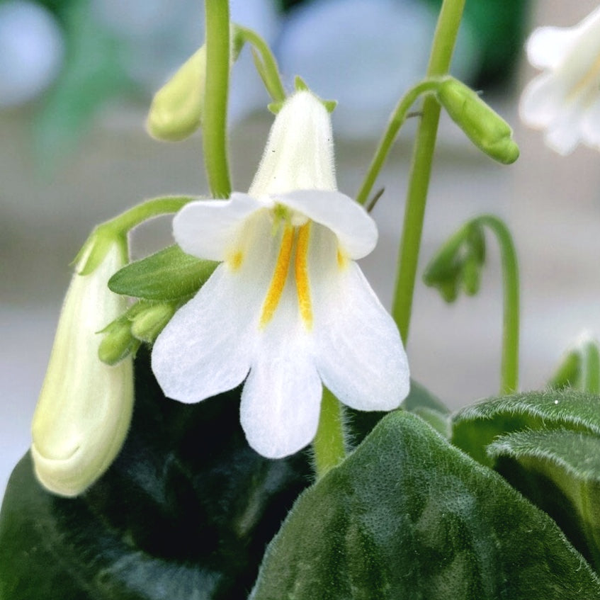 Streptocarpus 'Snowlina'