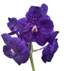 Vanda Tweed Blau XXL 7p (Ansu)
