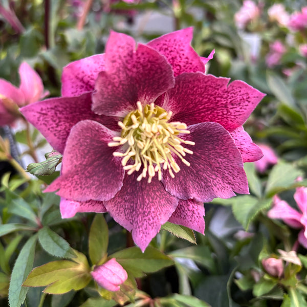 Helleborus orientalis ‘Double Ellen Pink’ (Spanz) D12