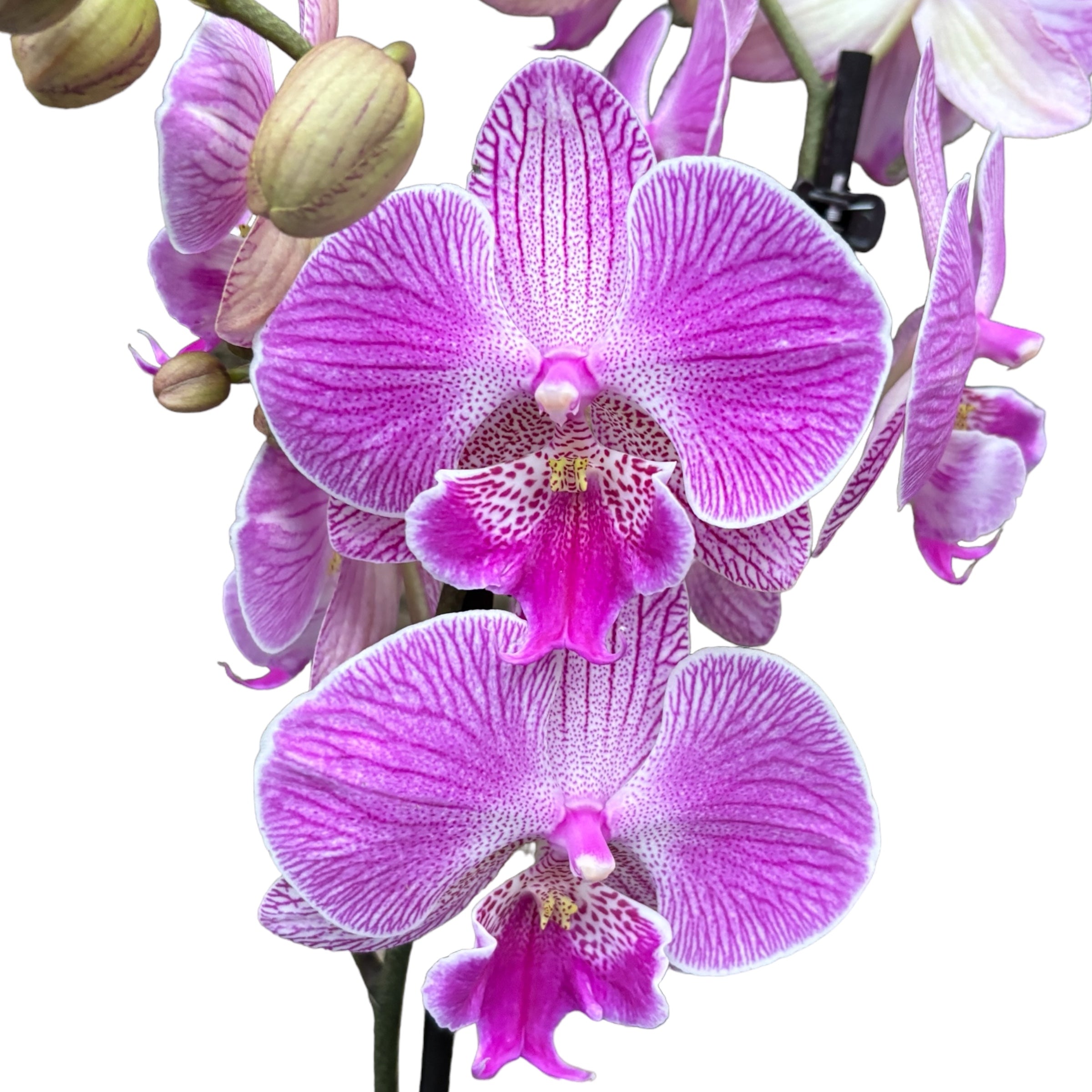 Phalaenopsis ‘Laura’ big lip