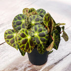 Begonia Kingiana