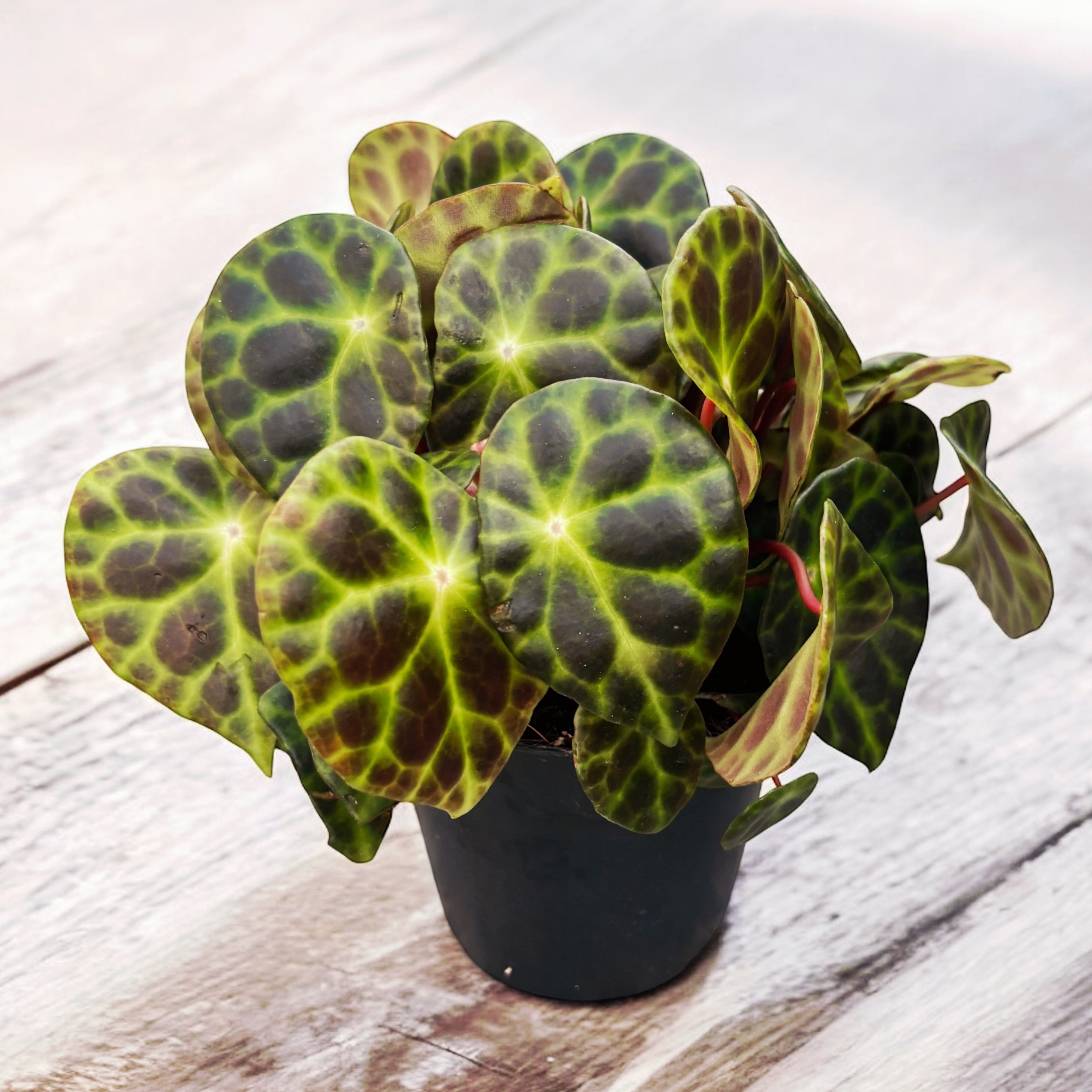 Begonia Kingiana