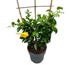 Mandevilla Diamantina Opale Citrine ('Lancalifornia')- flori parfumate