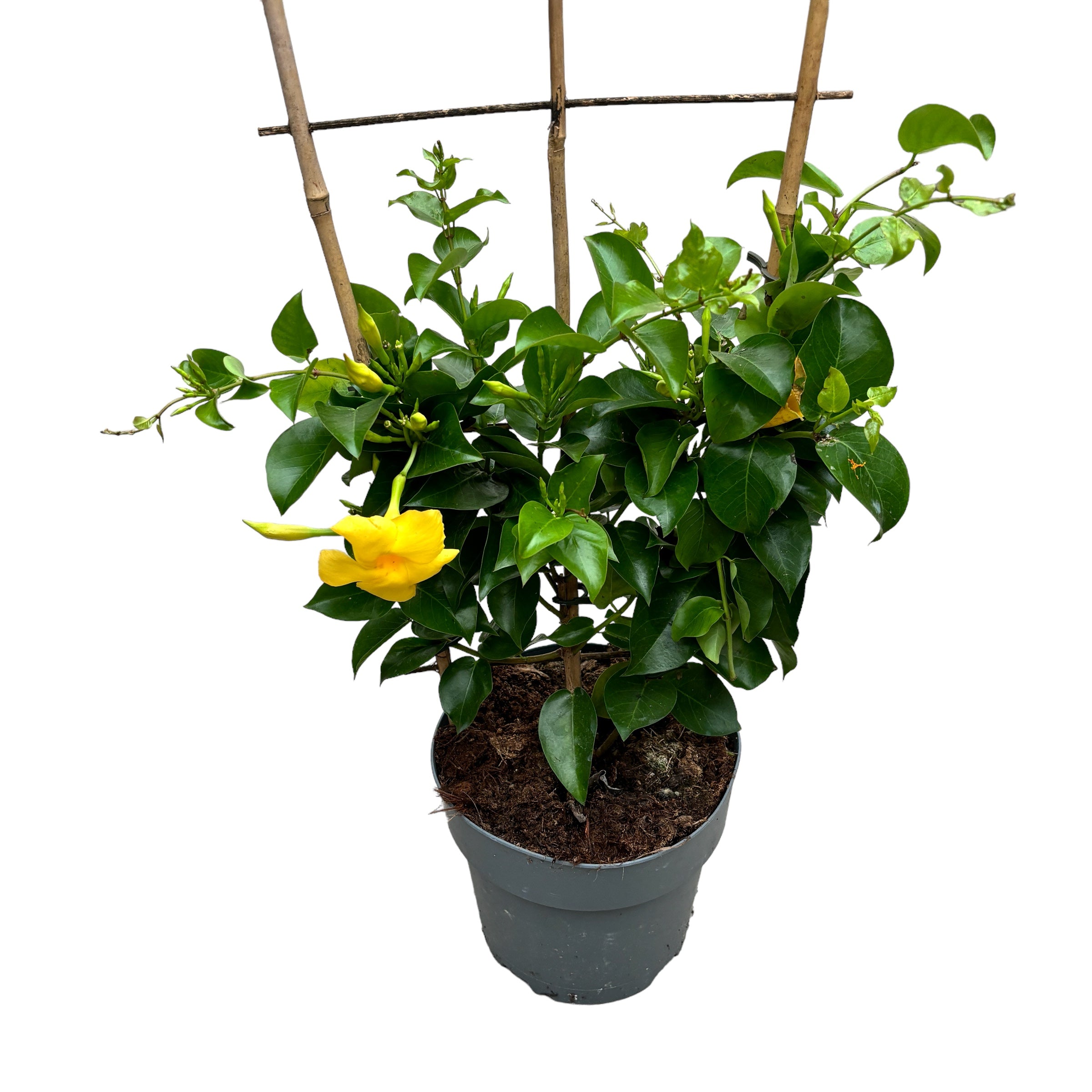 Mandevilla Diamantina Opale Citrine ('Lancalifornia')- flori parfumate