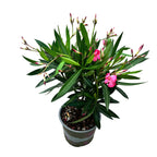 Червен олеандър - циклам (Nerium Olander)