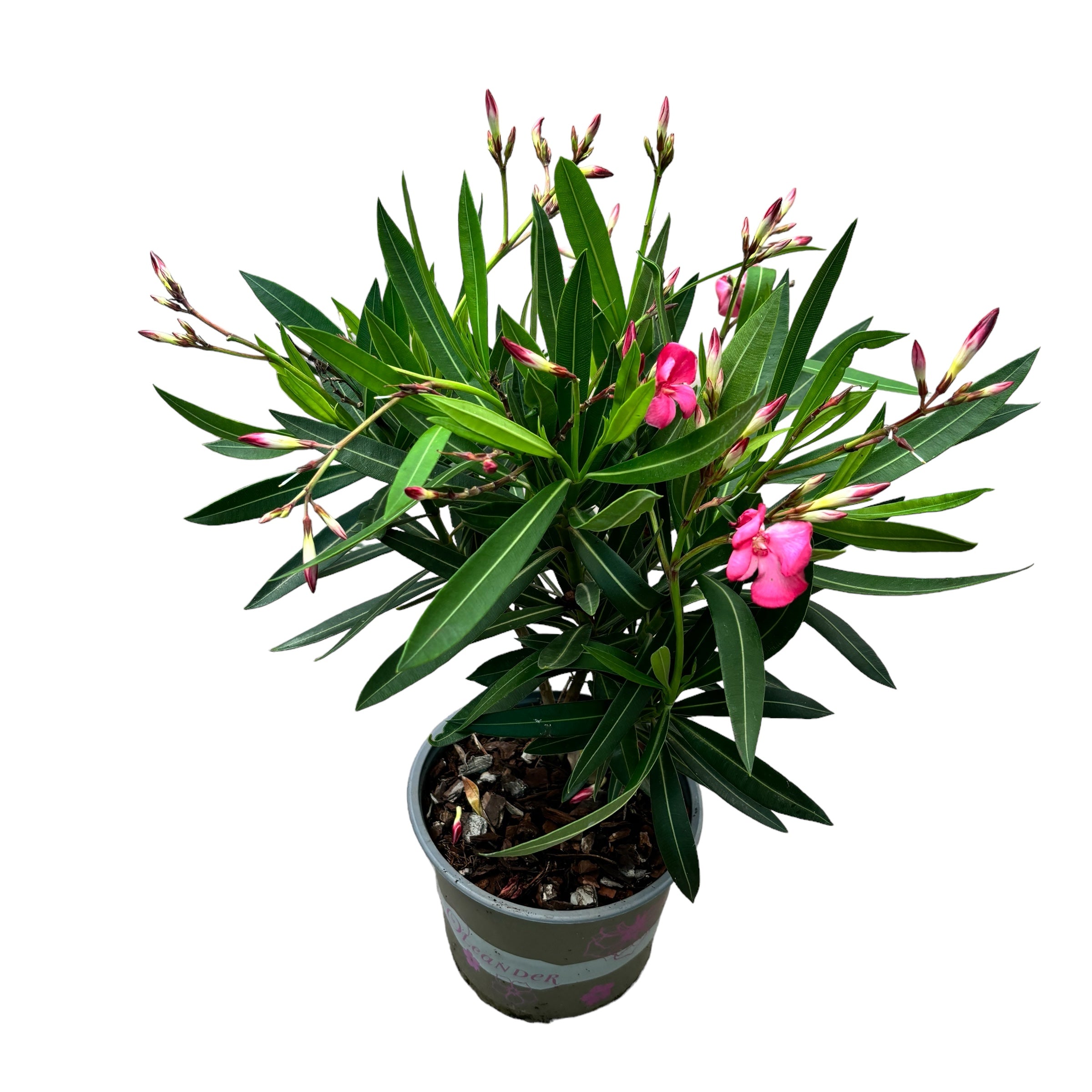 Leandru rosu - ciclam (Nerium Olander)