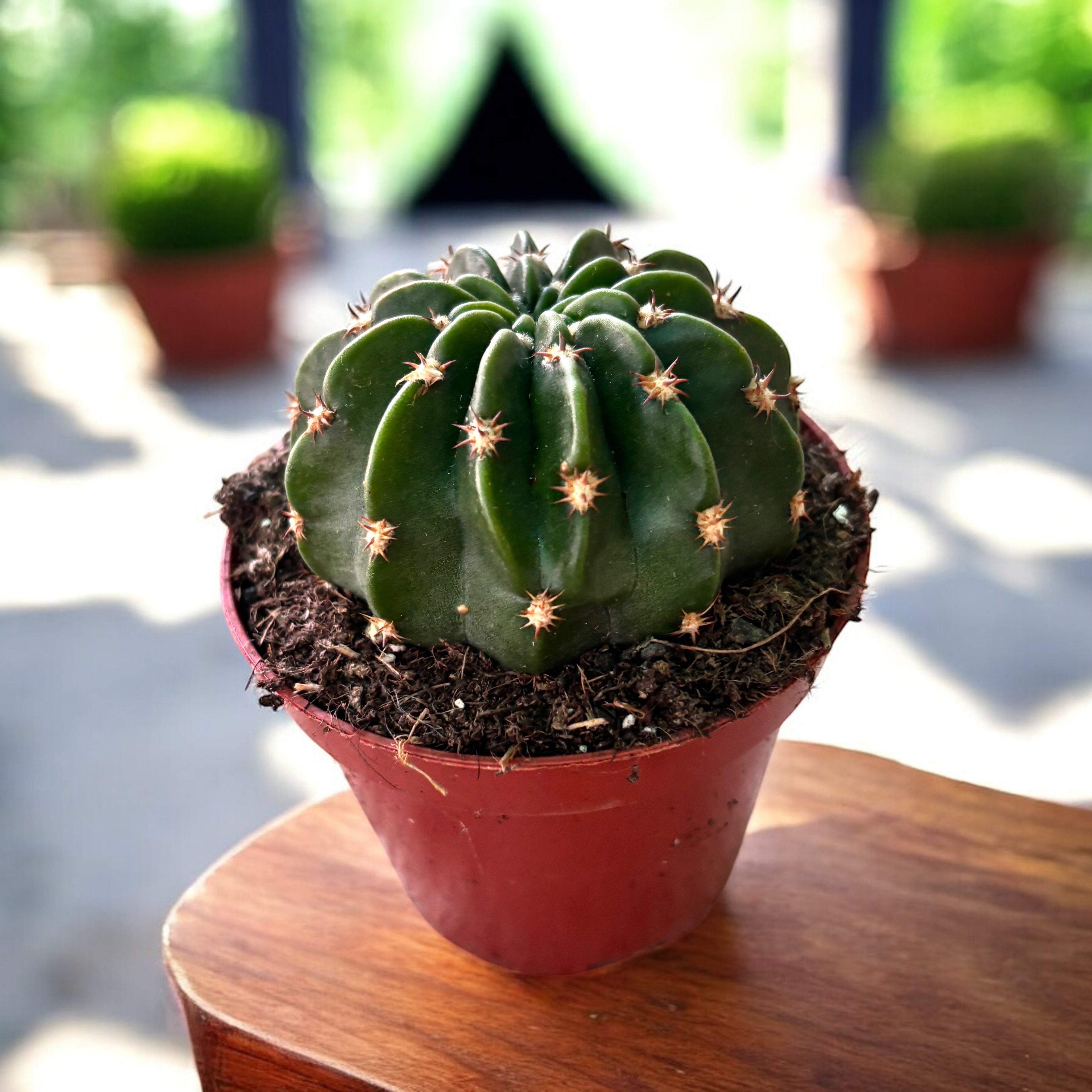 Echinopsis cardenasiana inermis - cactus cu flori mari