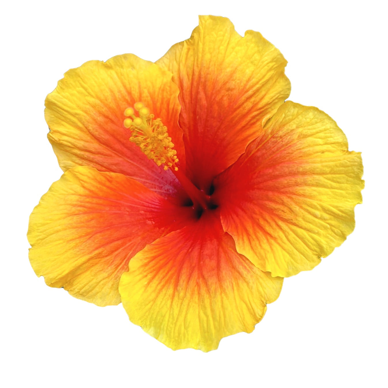 Hibiszkusz rosa-sinensis ‘Salsa’ - 4 növény/cserép (xxl példányok)