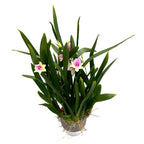 Miltonia Honolulu Dark Lip (regnelii) - kifejlett példányok