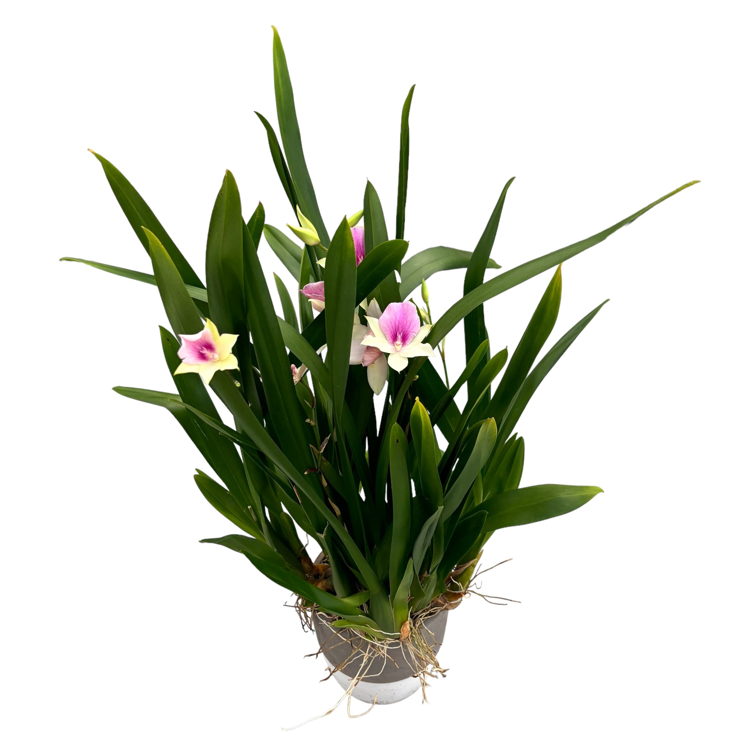 Miltonia Honolulu Dark Lip (regnelii) - exemplare dezvoltate