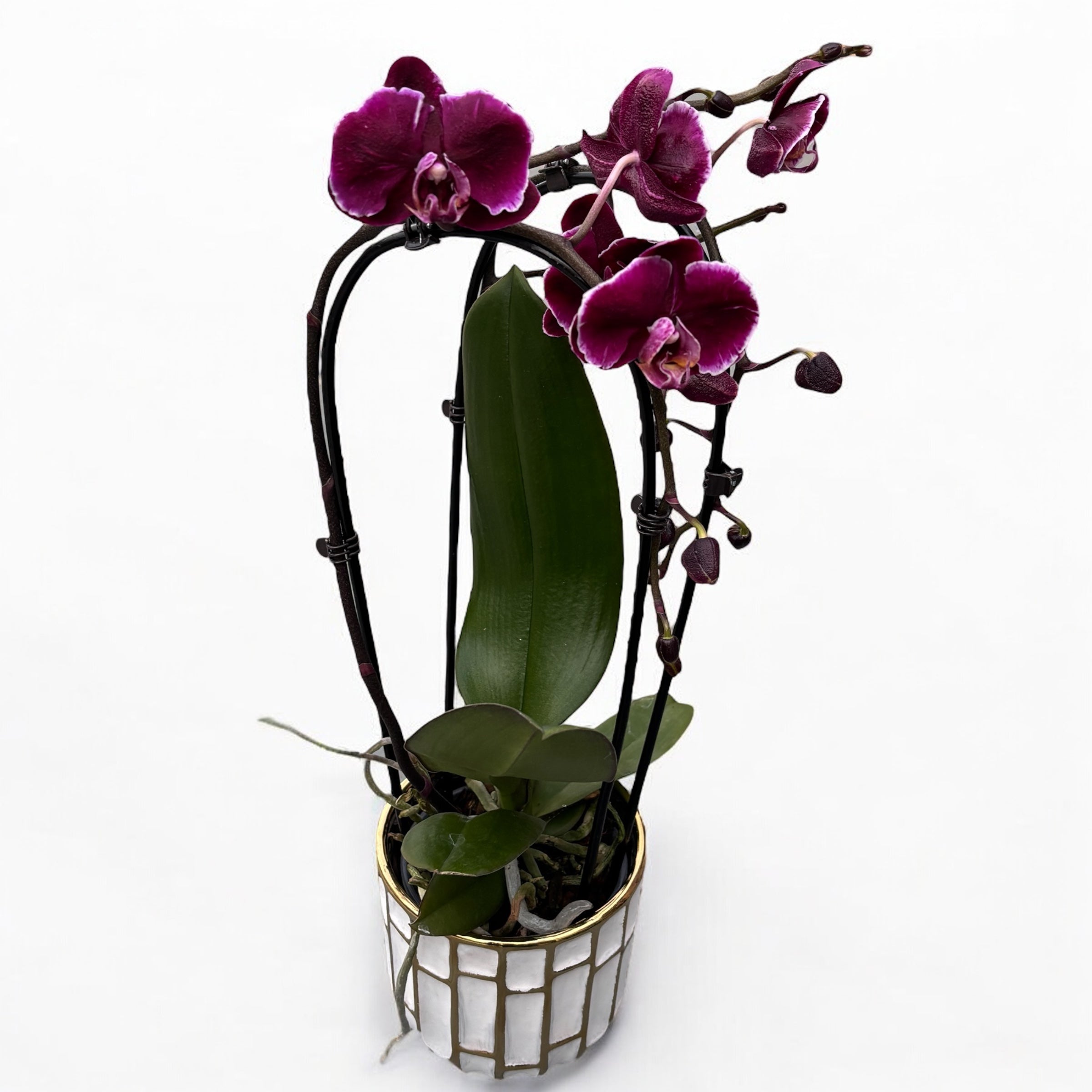 Phalaenopsis Chiada Stacy Chocolate Drop (Ph. Magic Art - Dark Solid)