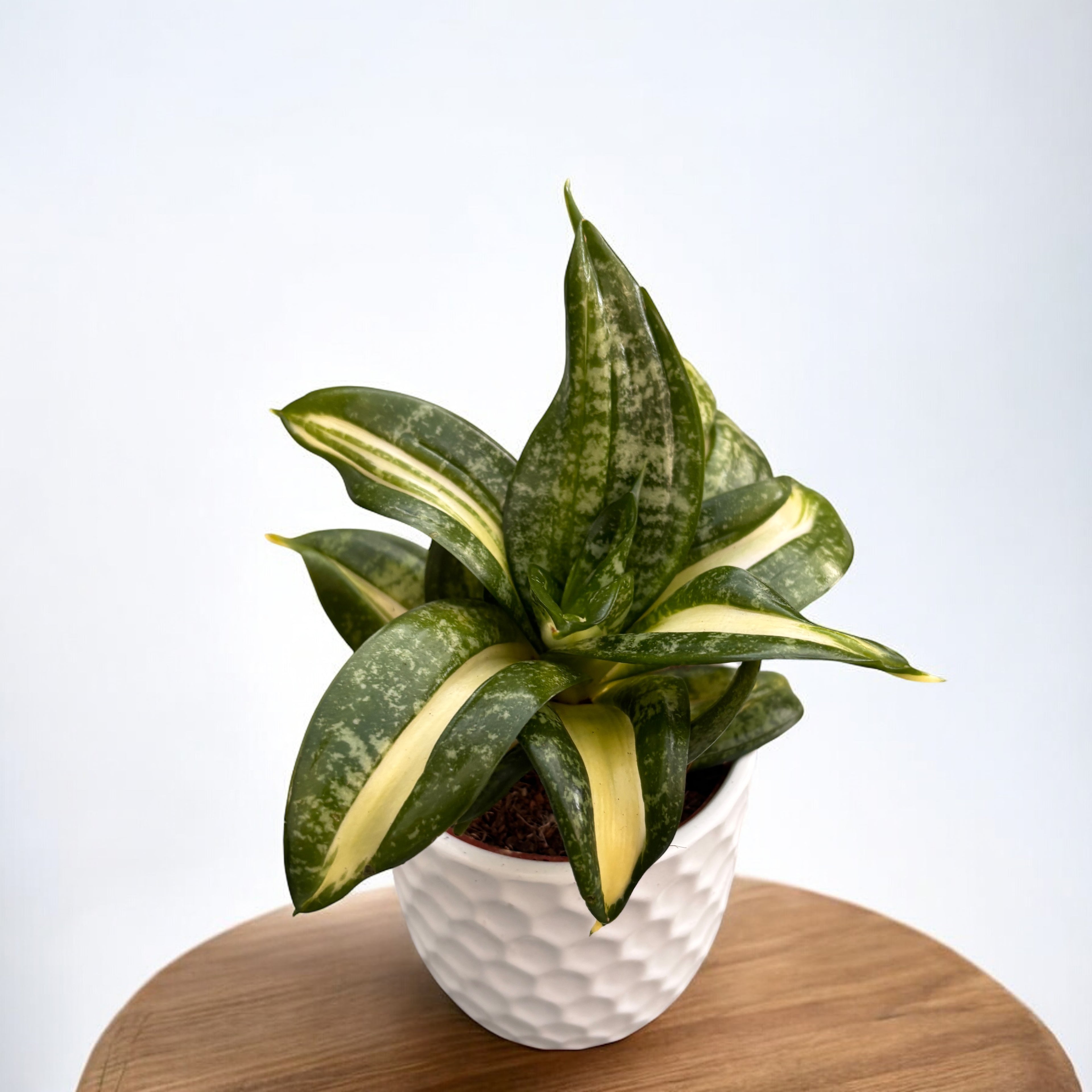 Sansevieria trifasciata ‘Hahnii Spiral Star’