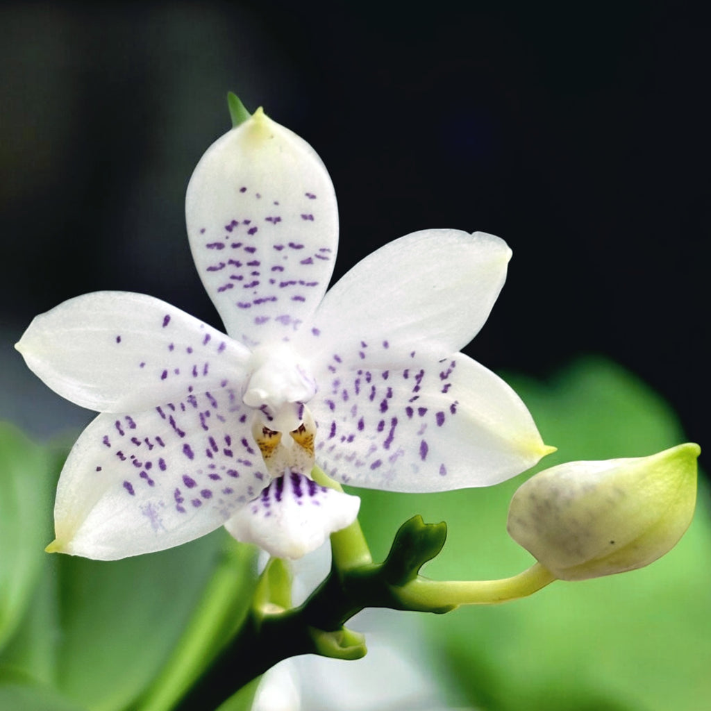 Phalaenopsis Miki Blue Angel C1 'Blue Diamond' - tuoksuvat kukat