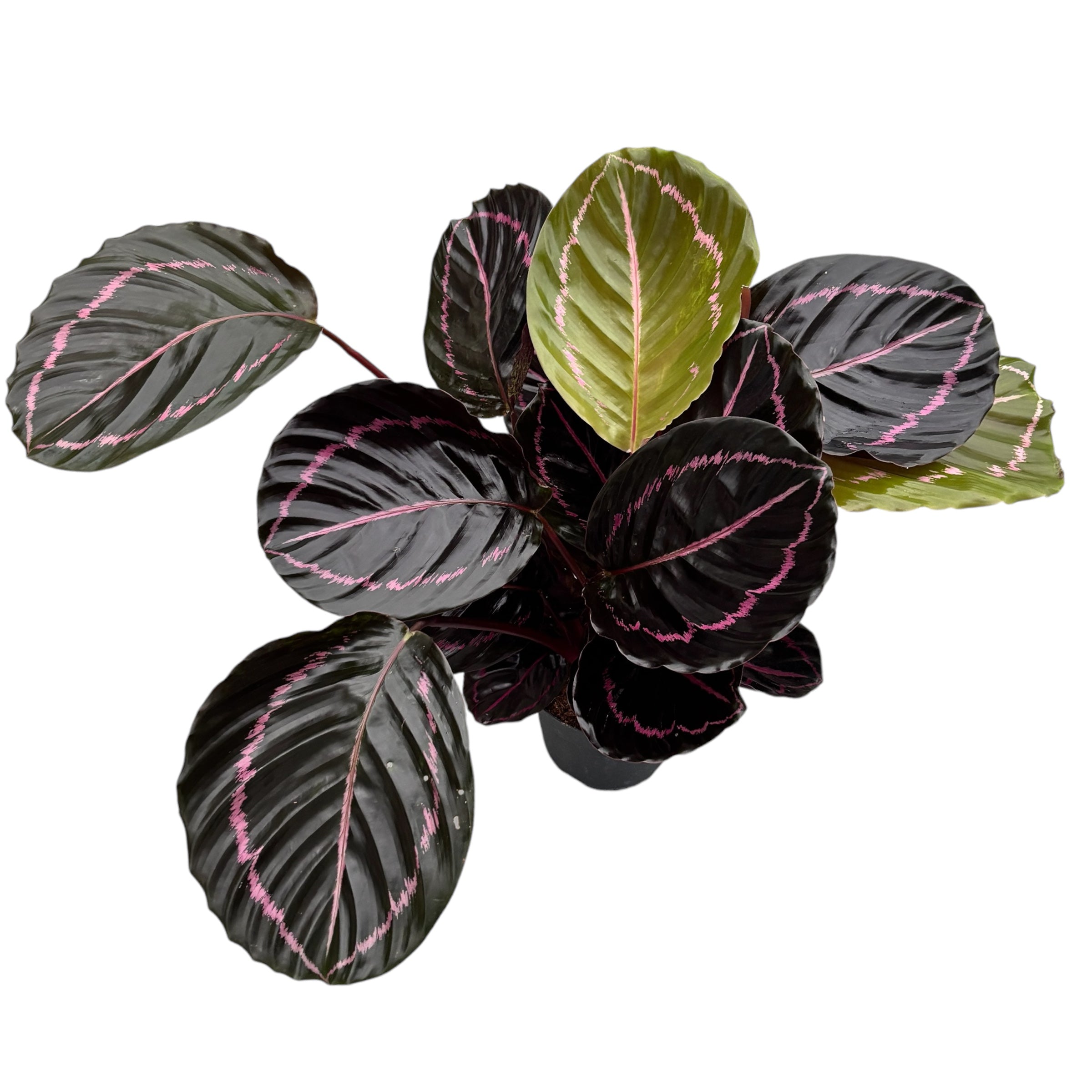 Calathea Roseopicta Surprise Star