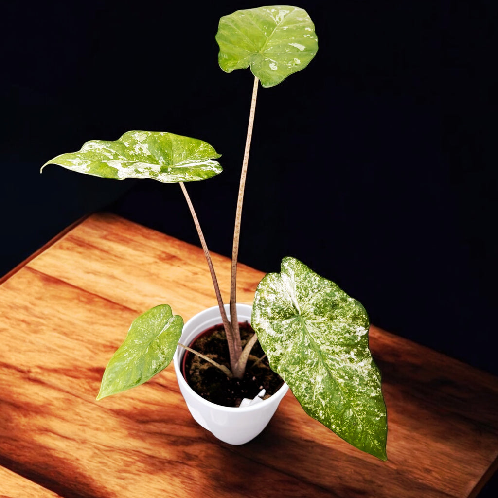 Alocasia odora 'Variegata-Batik'