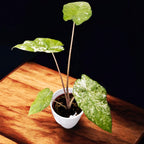 Alocasia odora 'Variegata-Batik'