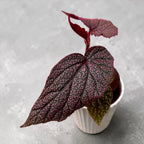 Begonia 'Maurice Amey'