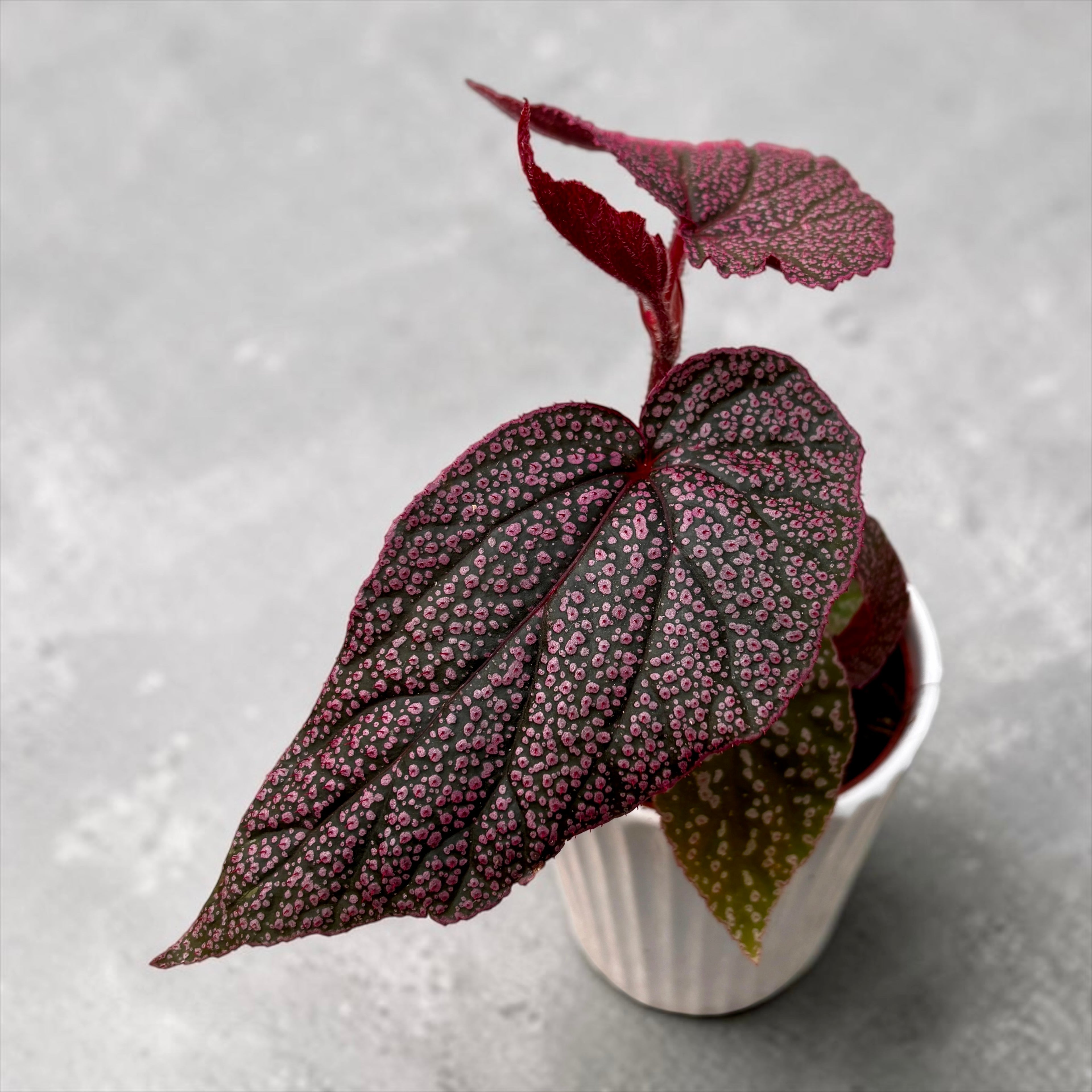 Begonia 'Maurice Amey'