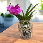 Vanda TAYANEE Cerise (Ansu)