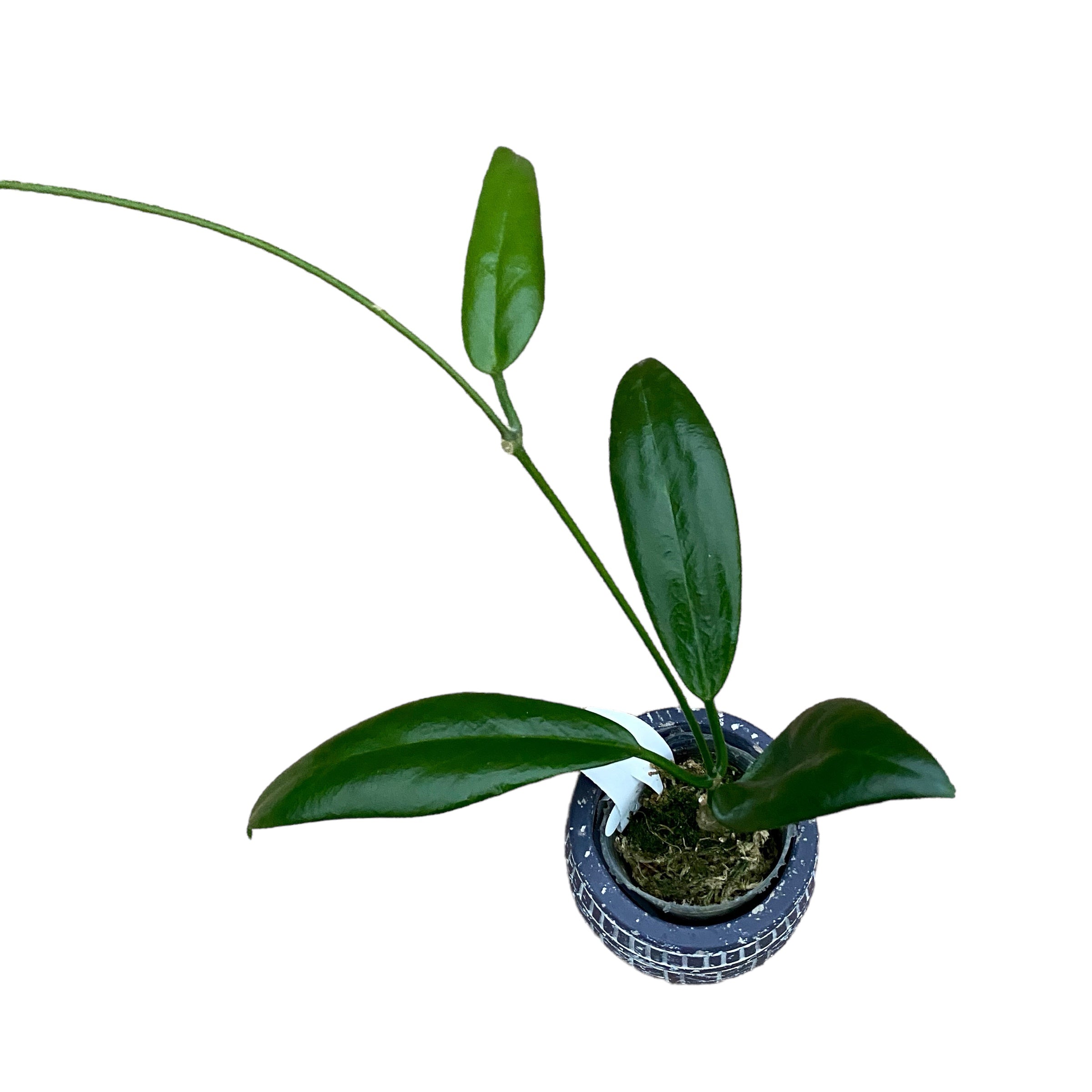 専用HOYA mappigera ver Hoya sp. UT-029 – Secret Garden Plant Shop
