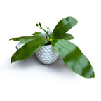 Phalaenopsis violacea var. coerulea - flori intens parfumate