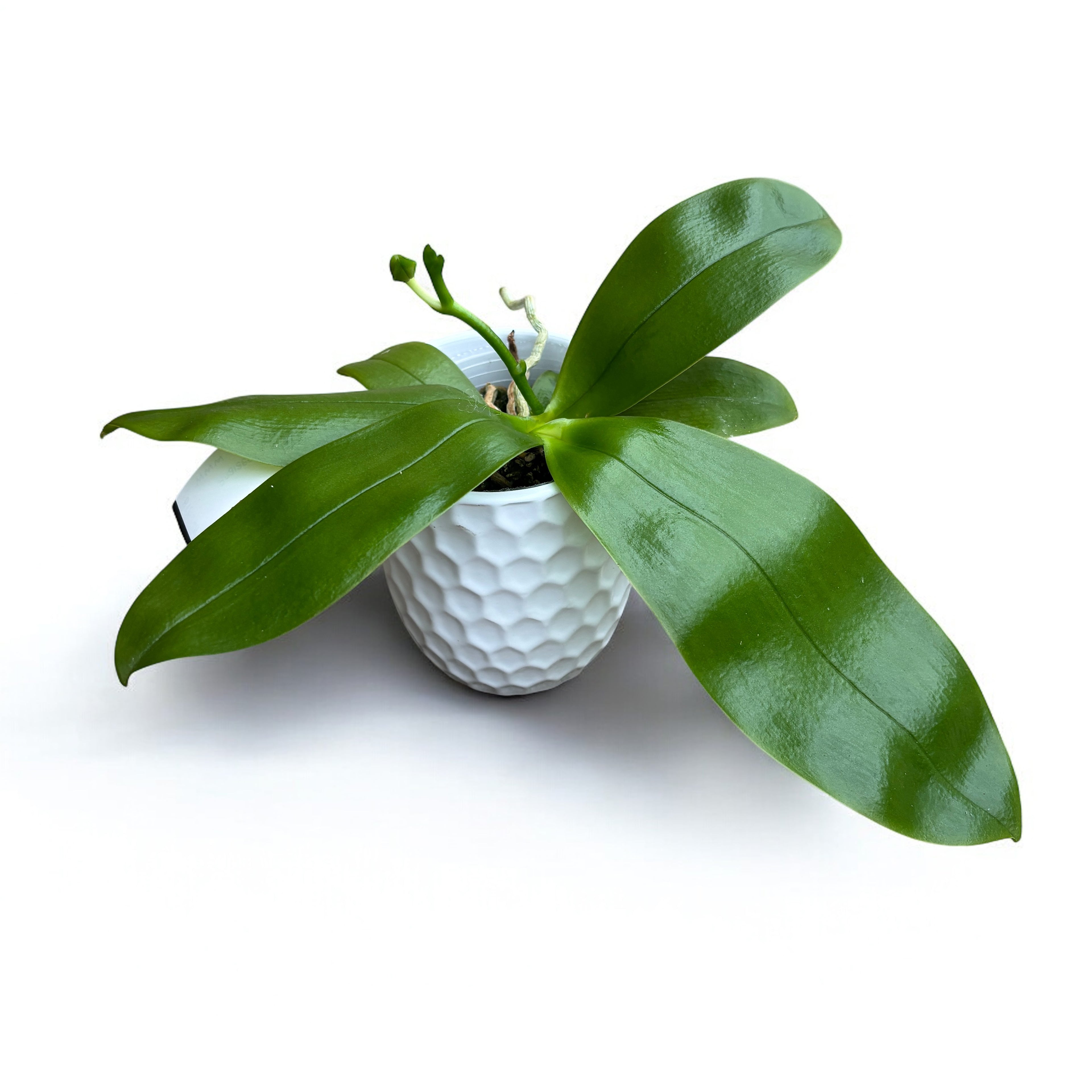 Phalaenopsis violacea var. coerulea - intensiv duftende Blüten