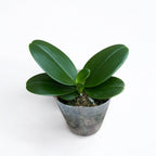 Phalaenopsis Sogo Vieker (pelorikus)