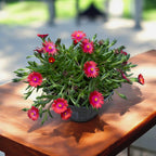 Delosperma Lido ‘Fire’ (kwiat lodu, kwiat kryształu)