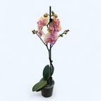 Phalaenopsis Pastello Kiss (velká pysk)