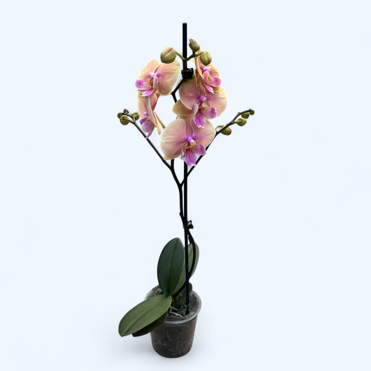 Phalaenopsis Pastello Kiss (big lip)