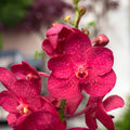 Vanda Magic Red (Ansu)