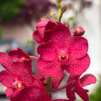 Vanda Magic Red (Ansu)