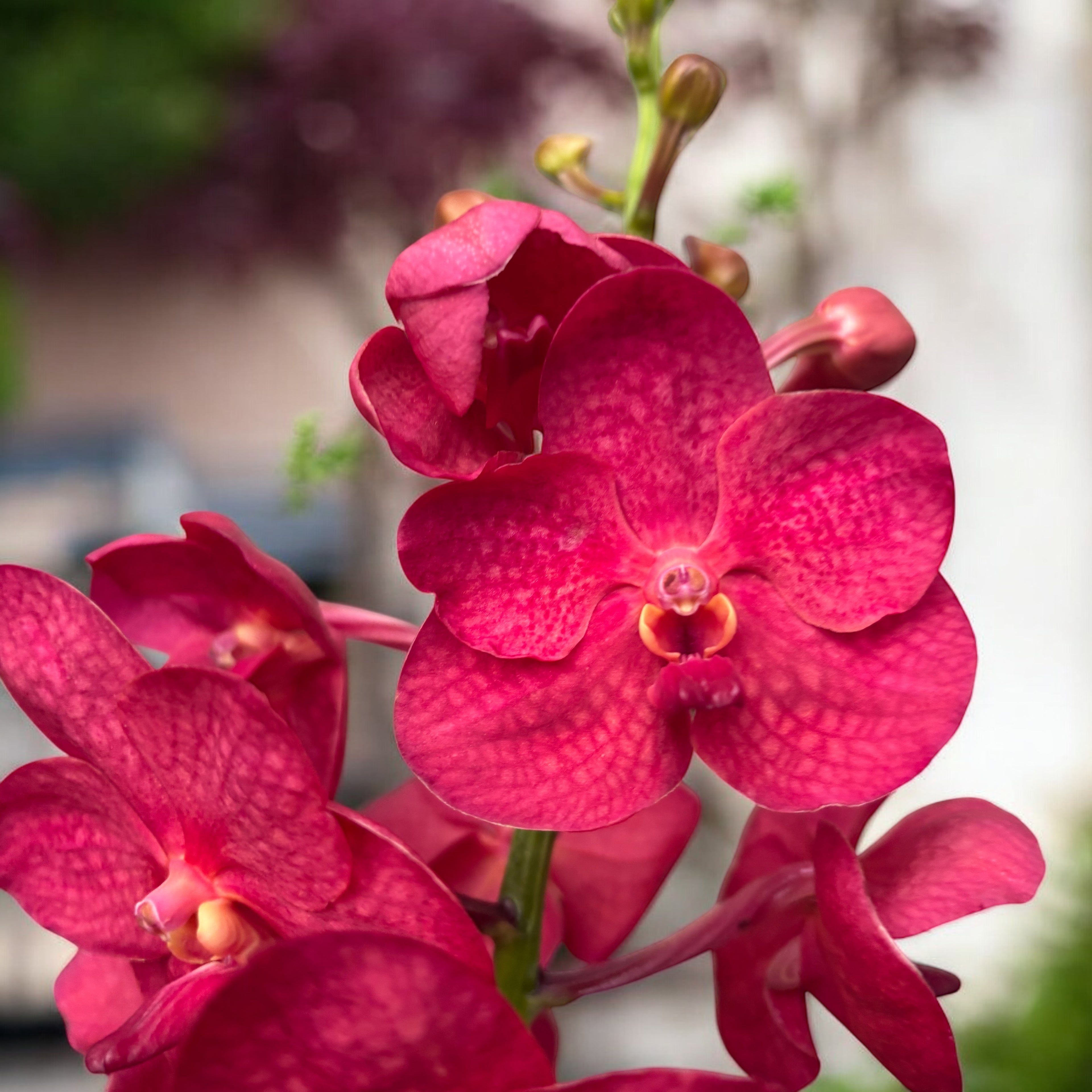 Vanda Magic Red (Ansu)