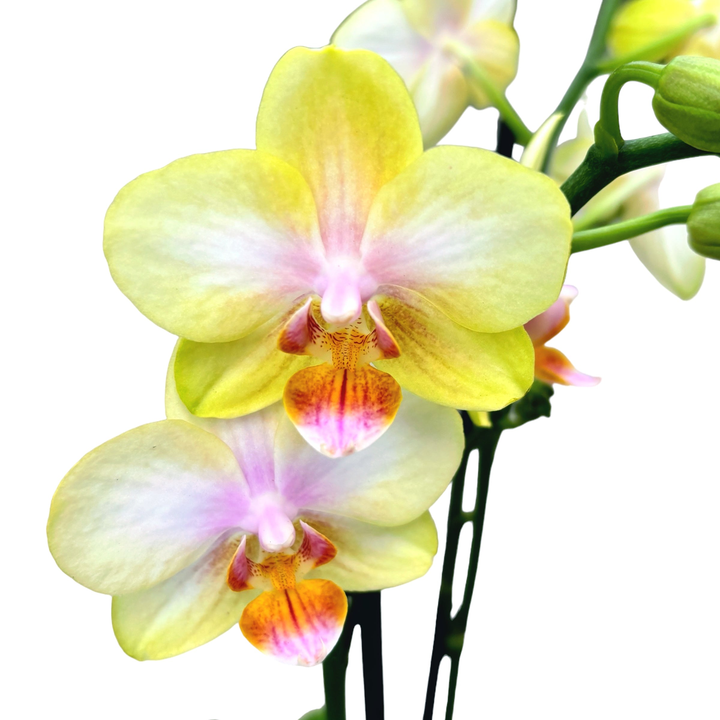 Phalaenopsis San Juan